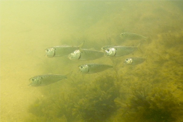 Herrings - American Menhaden