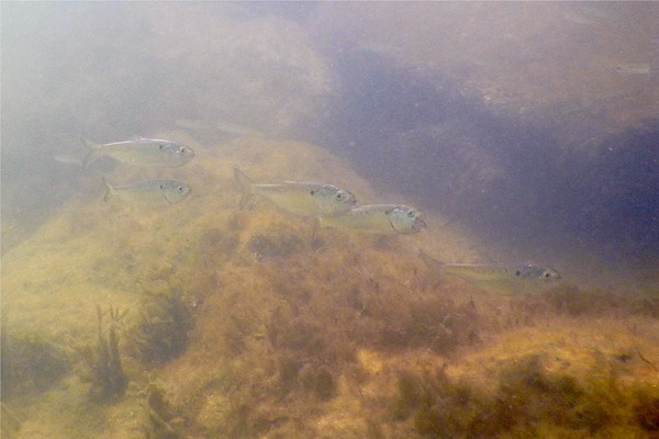 Herrings - American Menhaden