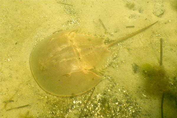 Crabs - Horseshoe Crab