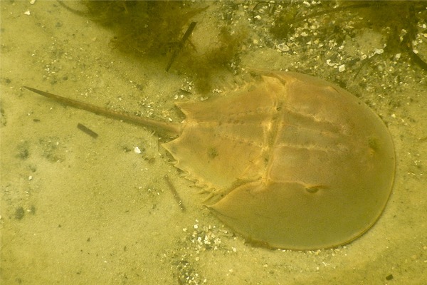 Crabs - Horseshoe Crab