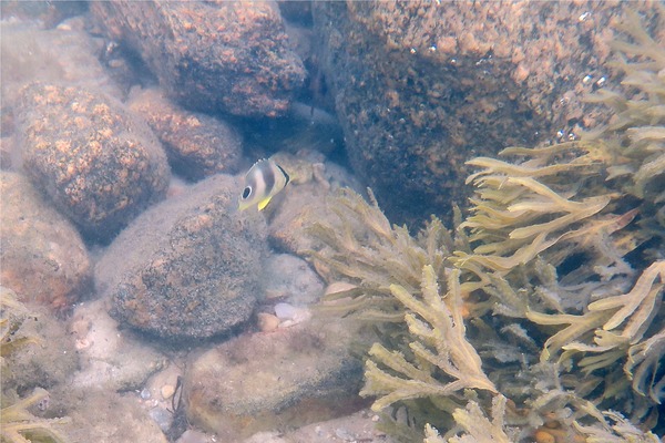 Butterflyfish - Foureye Butterflyfish