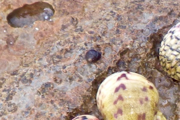 Sea Snails - Southern Shark's Eye