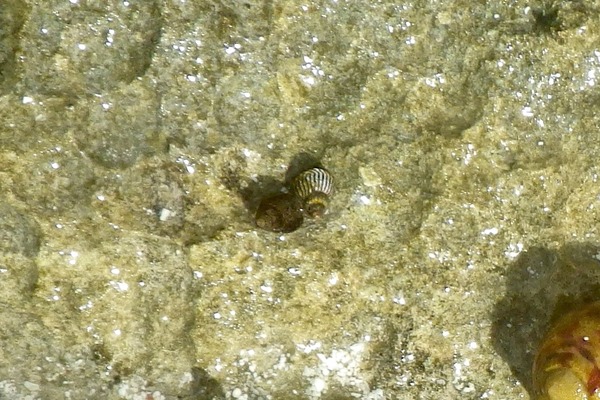 Sea Snails - Southern Shark's Eye