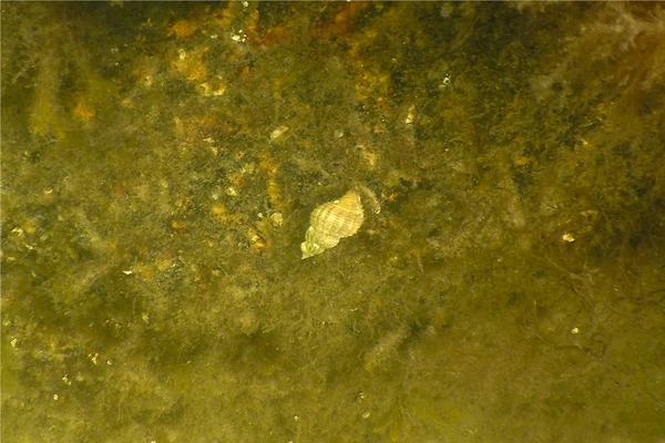 Sea Snails - Oyster Drill Sea Snails - Oyster Drill
