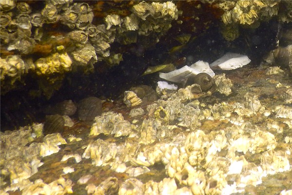 Sea Snails - Common Periwinkle