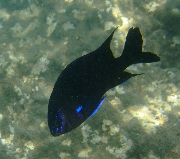 Damselfish - Bluefin Damselfish