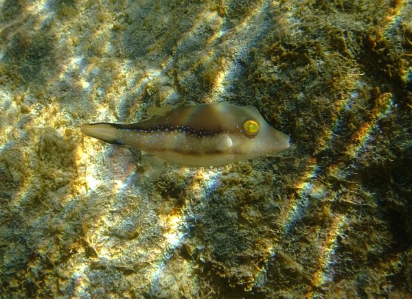 Pufferfish - Sharpnose Puffer