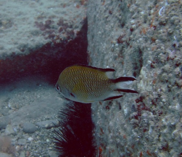 Damselfish - Atlantic Damselfish