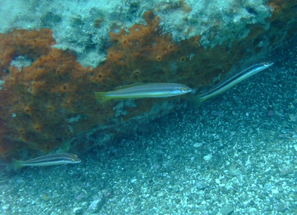 Wrasse - Rainbow Wrasse