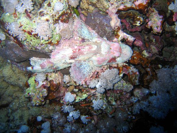 Scorpionfish - Tassled Scorpionfish