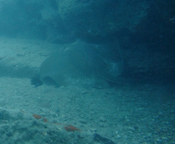 Stingrays - Common Stingray