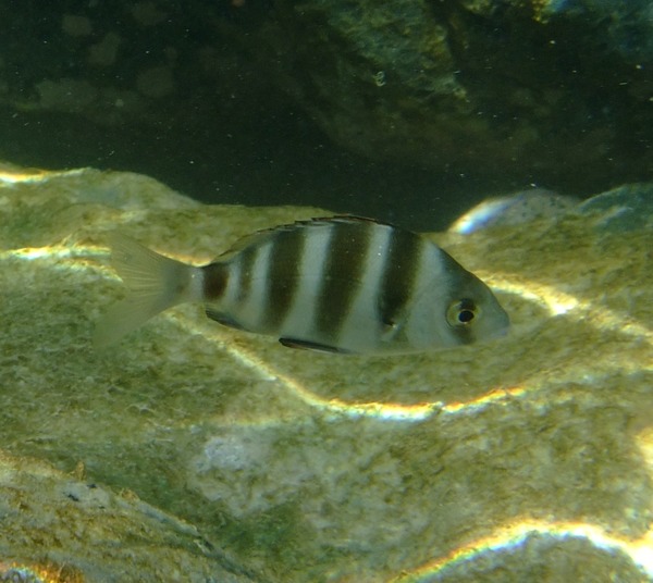 Breams - Zebra Bream