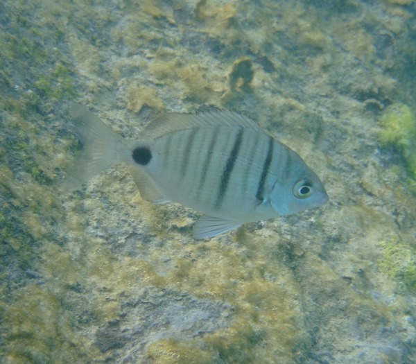 Breams - African White Bream