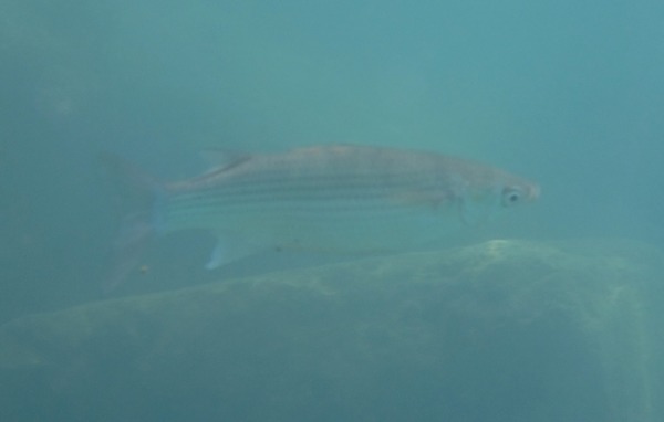 Mullets - Narrowhead Grey Mullet