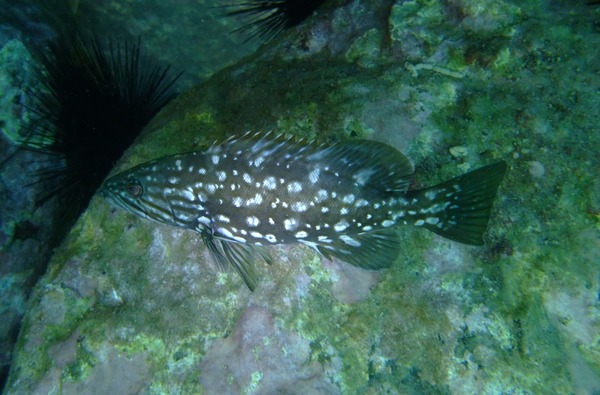 Groupers - Island grouper