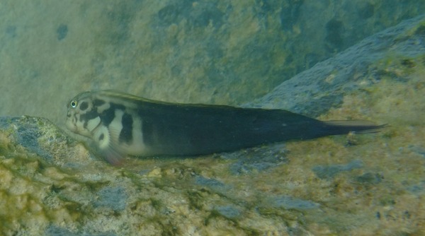 Blennies - Redlip Blenny