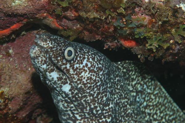 Moray - Spotted Moray