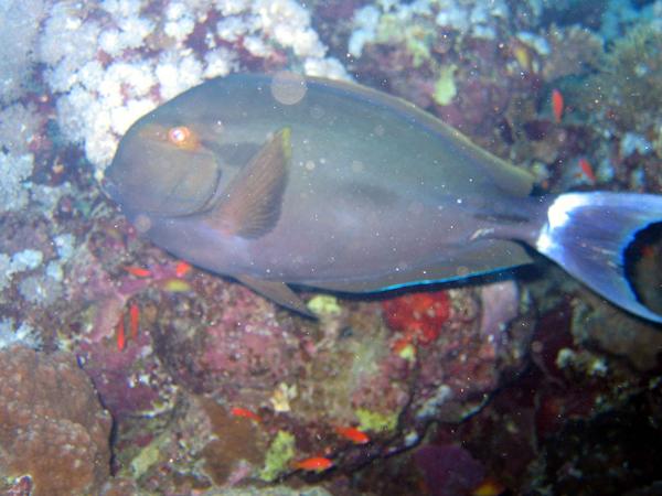 Surgeonfish - Black Surgeonfish