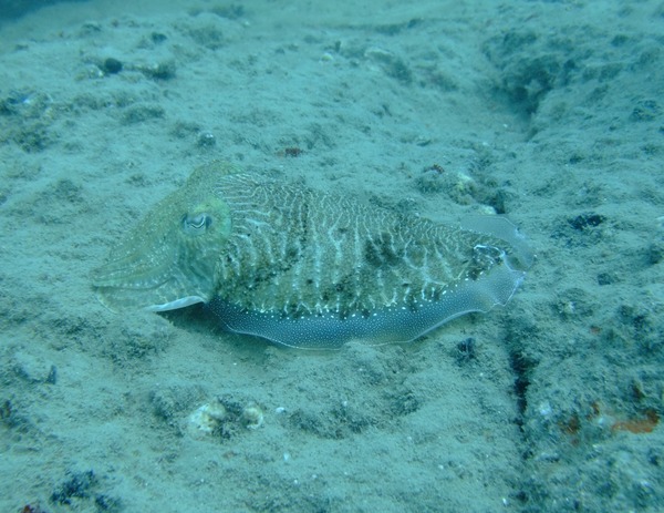 Cephalopoda - African Cuttlefish