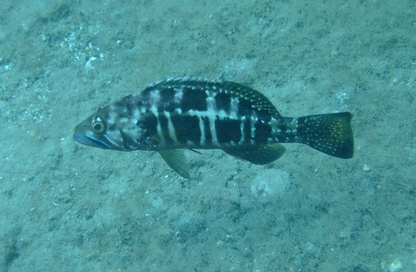 Comber - Black Tailed Comber