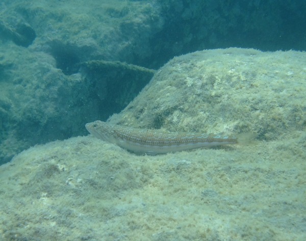 Lizardfish - Blue-striped Lizardfish