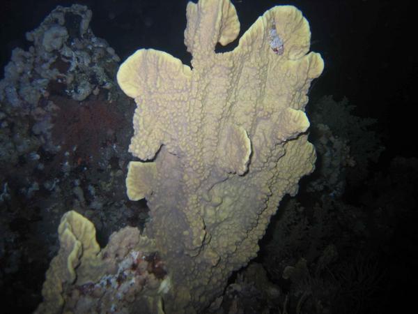 Scorpionfish - Lowfin Scorpionfish