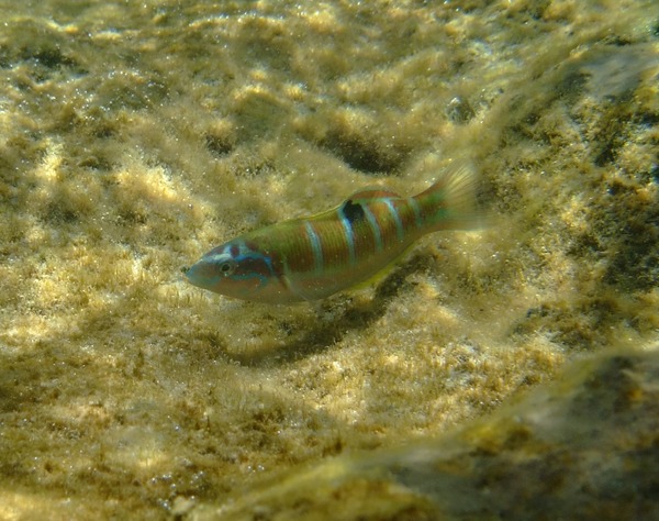 Wrasse - Turkish Wrasse