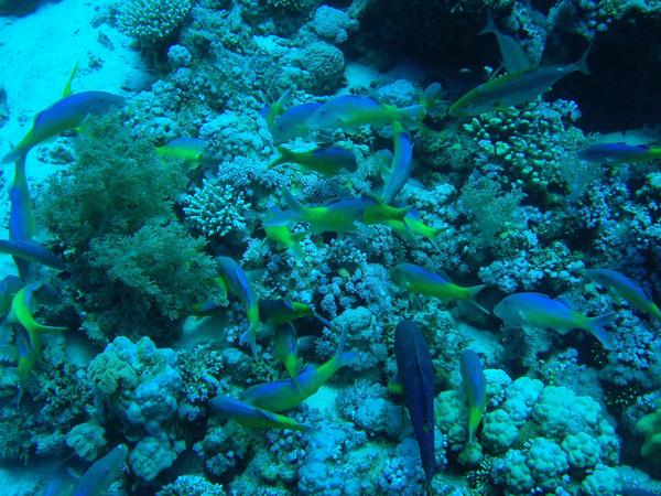 Yellowsaddle Goatfish