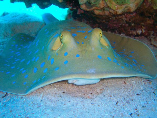 Stingrays - Blue Spotted Stingray