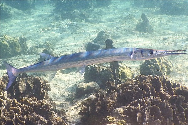 Needlefish - Houndfish