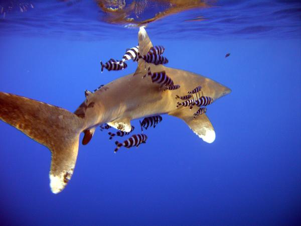 Sharks - Oceanic Whitetip Shark