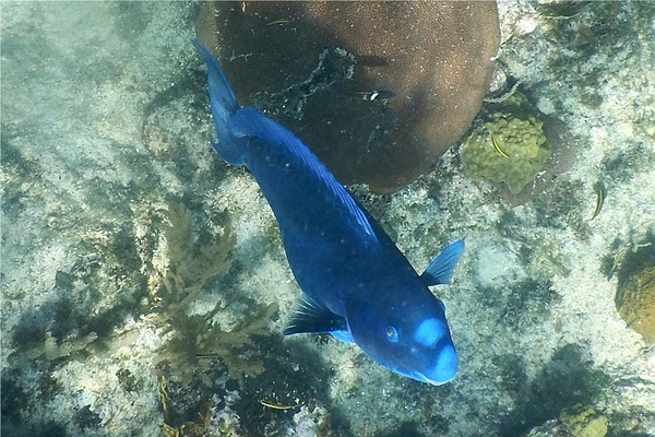 Parrotfish - Blue Parrotfish Parrotfish - Blue Parrotfish