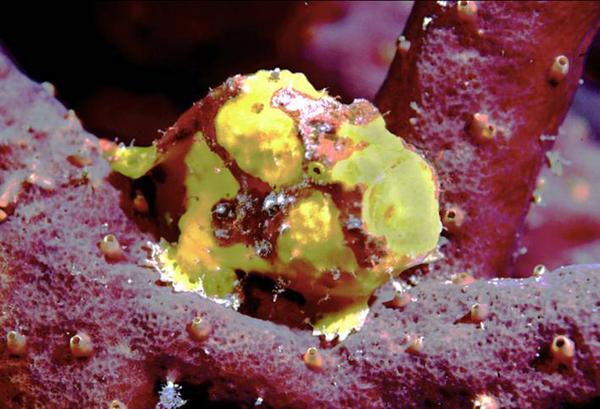 Frogfish - Longlure Frogfish