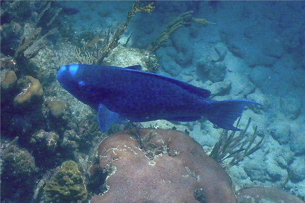 Parrotfish - Blue Parrotfish