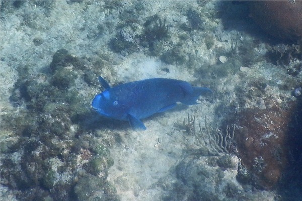 Parrotfish - Blue Parrotfish Parrotfish - Blue Parrotfish