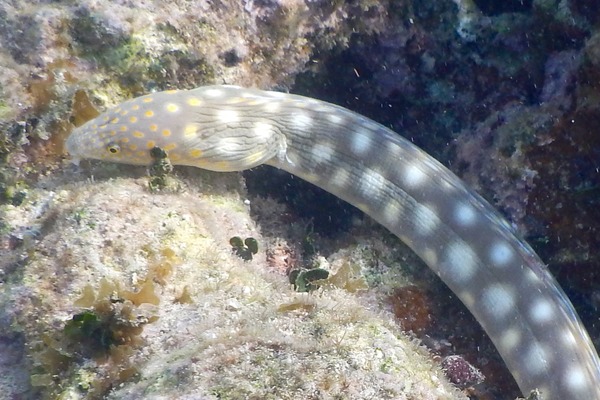 Moray - Sharptail Eel Moray - Sharptail Eel