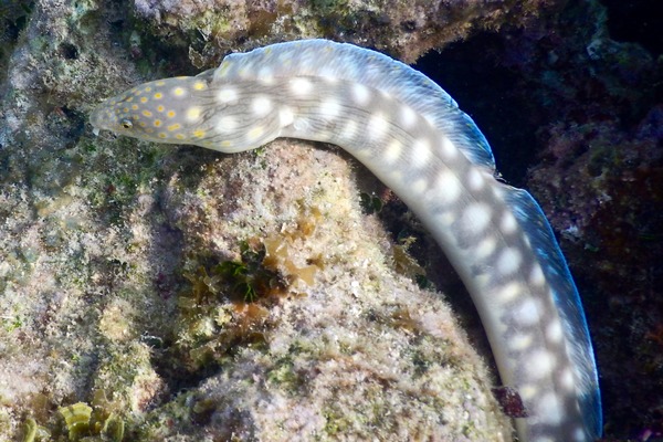 Moray - Sharptail Eel Moray - Sharptail Eel