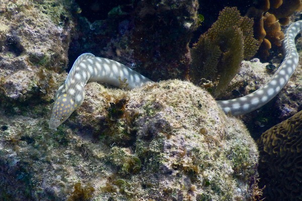 Moray - Sharptail Eel Moray - Sharptail Eel