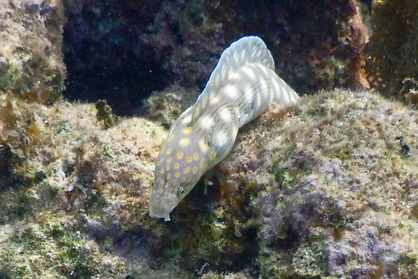 Moray - Sharptail Eel Moray - Sharptail Eel