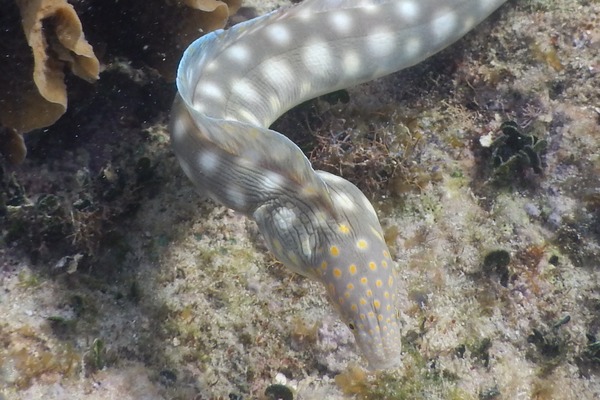 Moray - Sharptail Eel Moray - Sharptail Eel