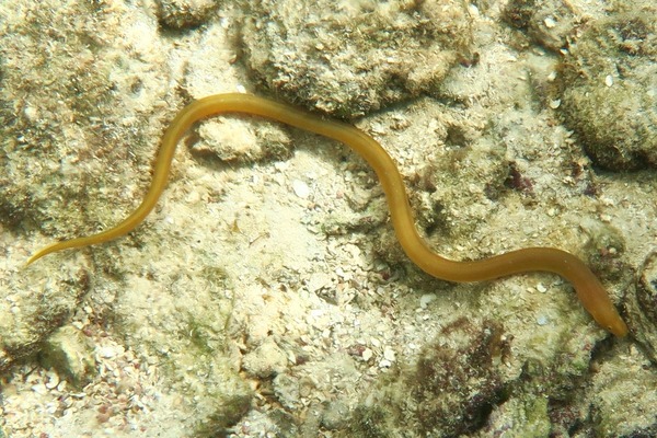 Snake Eels - Key Worm Eel