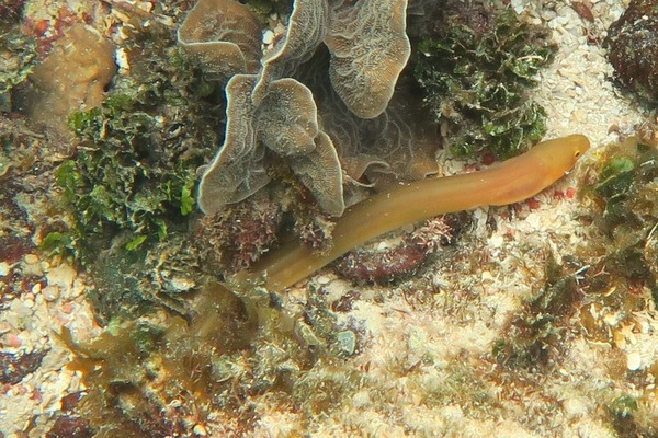 Snake Eels - Key Worm Eel