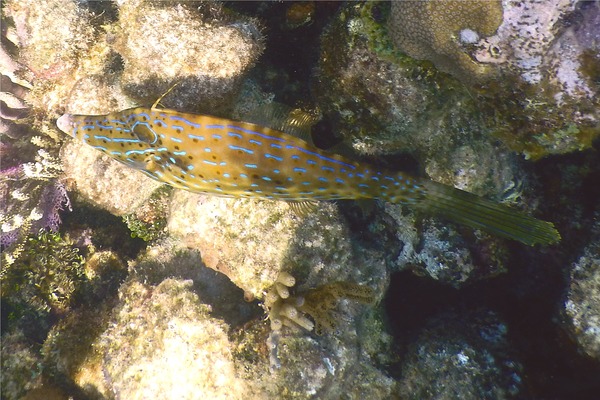 Filefish - Scrawled Filefish Filefish - Scrawled Filefish