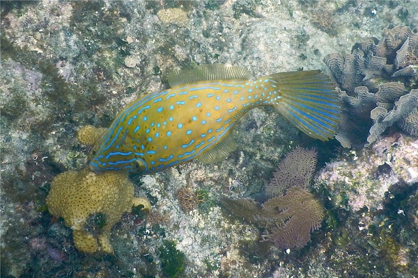 Filefish - Scrawled Filefish Filefish - Scrawled Filefish