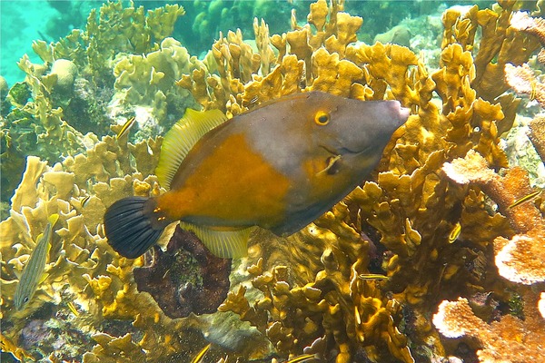 Filefish - Whitespotted Filefish