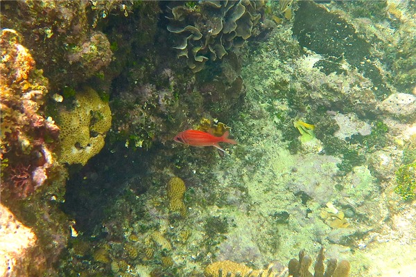 Squirrelfish - Longjaw Squirrelfish Squirrelfish - Longjaw Squirrelfish