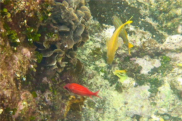 Squirrelfish - Longjaw Squirrelfish Squirrelfish - Longjaw Squirrelfish