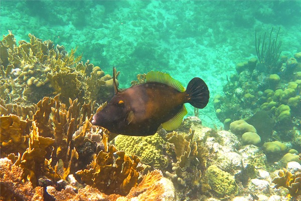 Filefish - Whitespotted Filefish