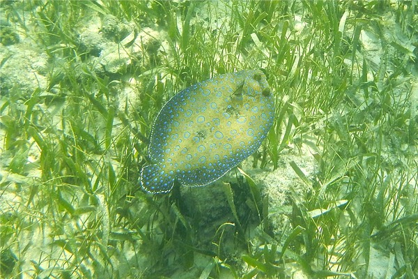 Flounders - Plate Flounder