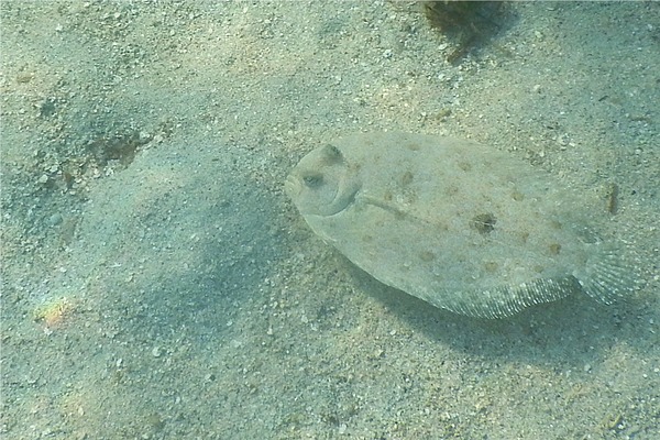 Flounders - Maculated Flounder